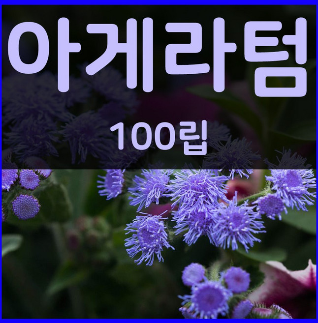 꽃씨몰 꽃씨 봄 파종 여름꽃씨 가을 노지월동 다년생 야생화 양귀비 종자 꽃씨앗, 1개