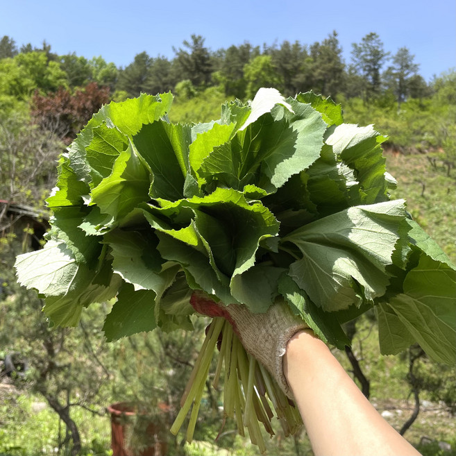 국산 무농약 노지 산 어린 머위 300g 500g 1kg 쌈 나물 순 머위대 머위나물 덕진푸드, 1개