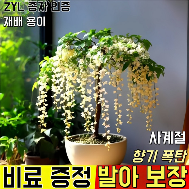 [당일 배송] 강렬한 향의 매달린 재스민 씨앗 행잉 자스민 초보자 재배 멀리재스민 발아율 높음 쟈스민씨앗, 20개