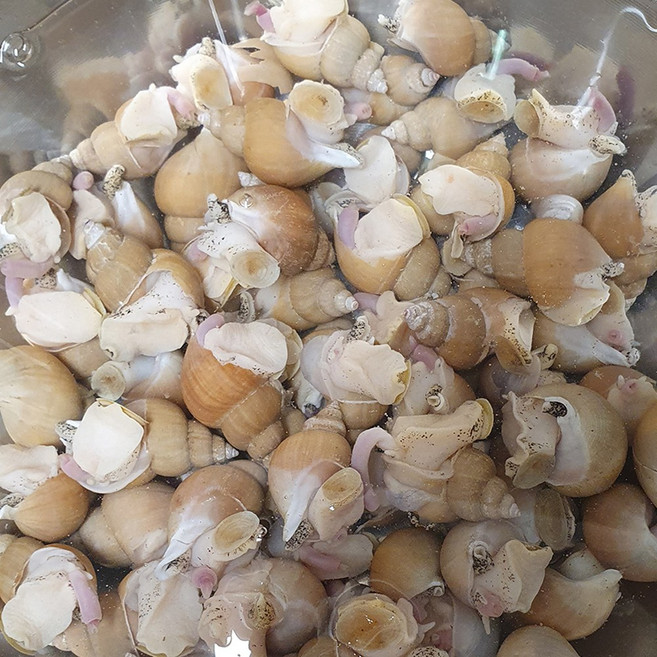 백골뱅이 백고동 급냉 자숙 업소용, 1박스, 자숙 소소7kg