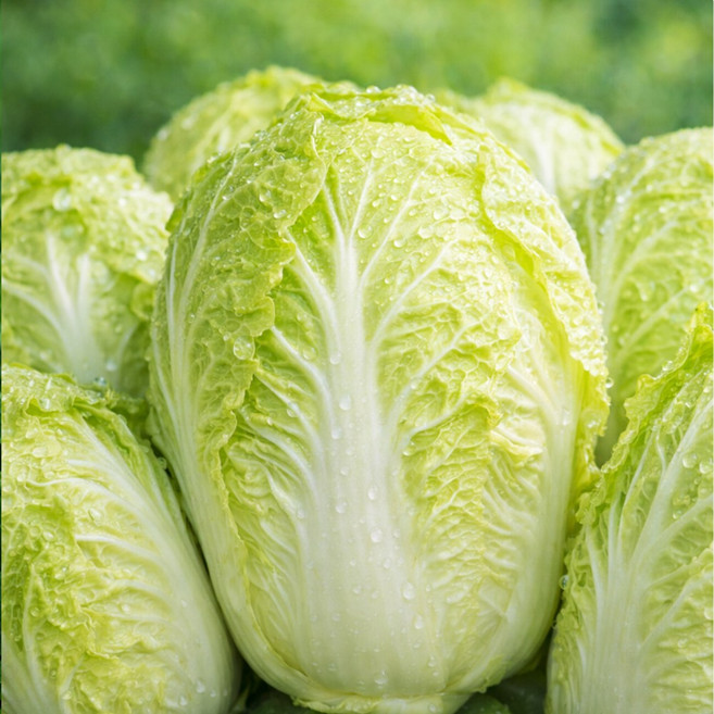 국내산 알배추 12통(수)~20통(수) 4kg 8kg (내외)알배기배추 쌈배추, 12개