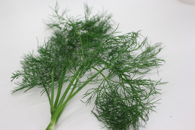 딜 허브 생잎 50g 100g 레몬딜버터 직접재배, 1개