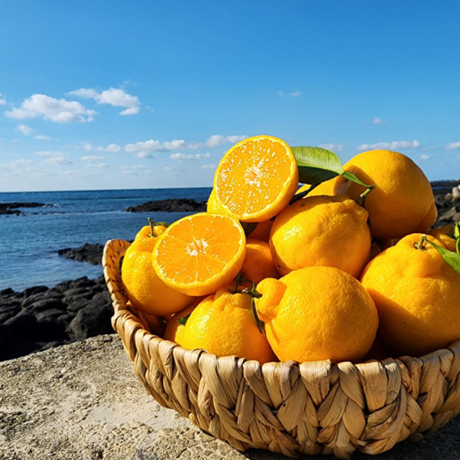 제주 한라봉 프리미엄 산지 직송 선물용 가정용 과일세트, 1박스, 노지 한라봉 10kg [랜덤과]