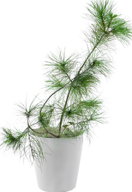 五葉松苗 (喬木植物), 綠色, 1個