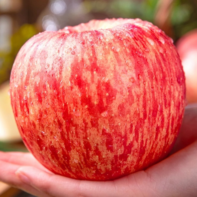 [꿀범벅] 극당도 장수사과 산지직송 100박스한정판매, 1박스, 10kg