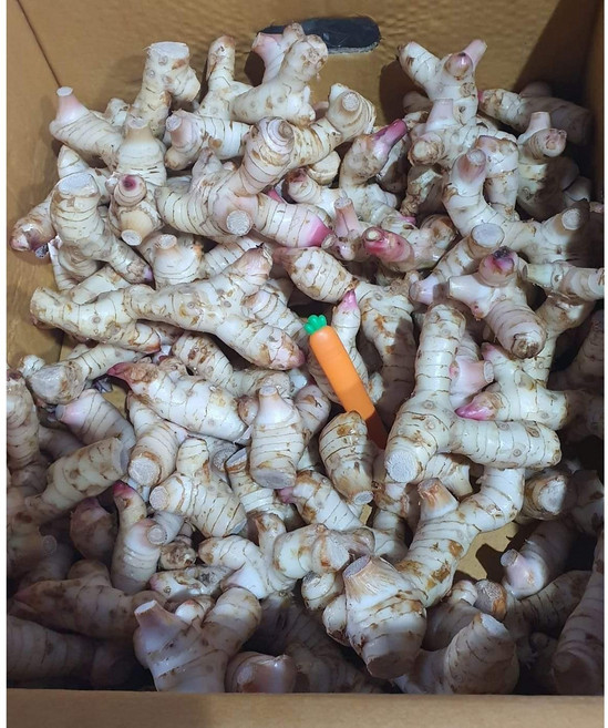 태국산 갈랑가 령 흰갈랑가 500g, 1개