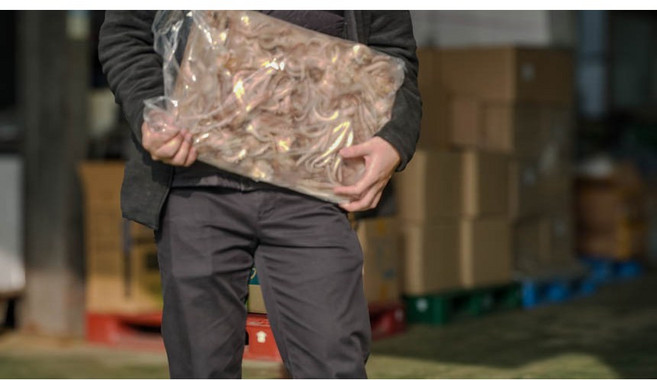 오징어다리 냉동 숏다리 선동 도매 원양산, 1팩, 5kg