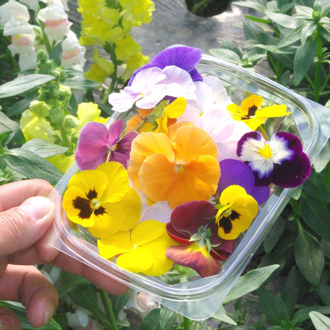 싸리재 국산 생화 [ 식용꽃 30송이] 꽃 비빔밥 샐러드 화전놀이, 20g, 1개