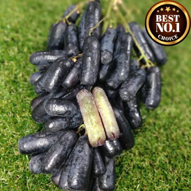 [항공직수입] 프리미엄 당도선별 씨없는 블랙사파이어포도 가지포도 블랙포도 적포도 아삭달콤 sweet sapphire, 1개, 블랙사파이어포도 1.6kg