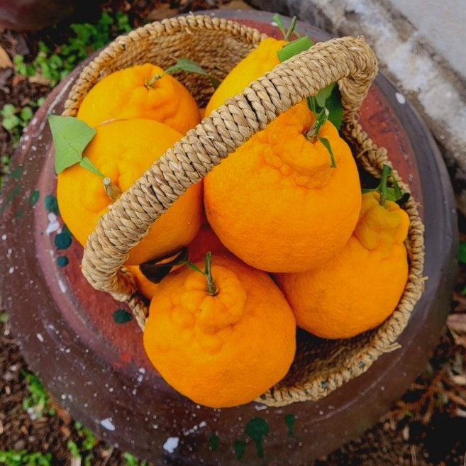 [3일초특가] 산지직송 벌꿀맛 제주 한라봉, 1박스, 10kg