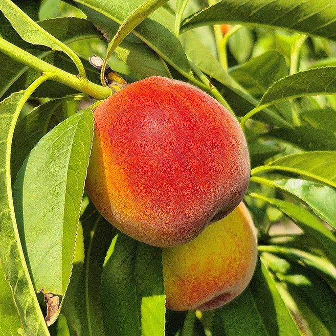 [작년완판] 농장스 고당도 천도 신비복숭아, 1박스, 대과 2kg
