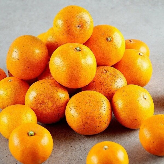 제주 무농약 못난이 천혜향 5kg, 1박스, 5kg(못난이)