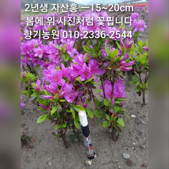 철쭉 묘목 2년생 판매, 자산홍, 50개