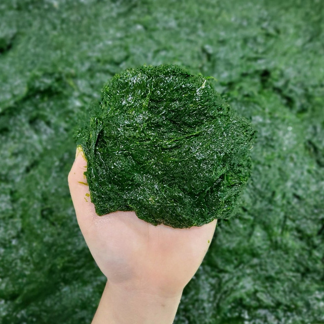 신자매상회 추억의 맛 감태 찰감태 물감태, 감태 01kg, 1개