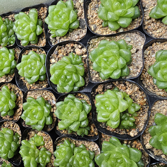 옵투샤(소품) 다육식물 하월시아, 1개