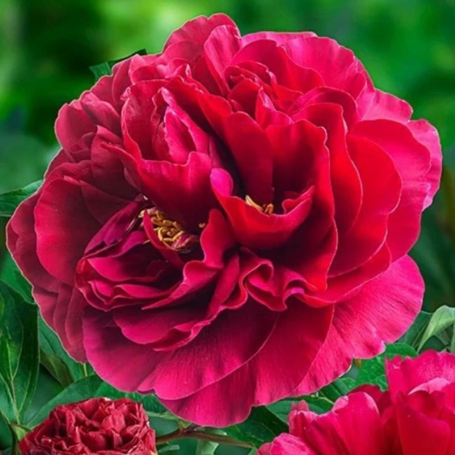 작약 숙근 구근 47종 함박꽃 수입작약, 1번 대두분 - 쿠팡