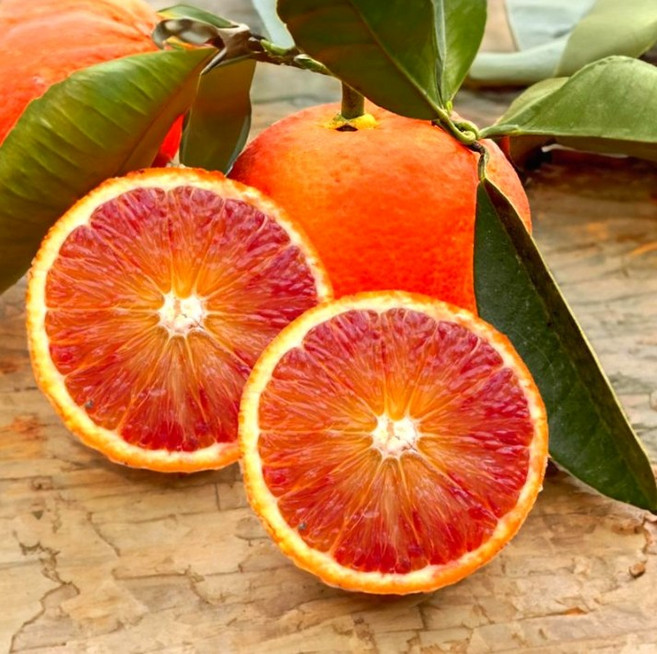 산지직송 신선한 제주 블러드 오렌지, 1.5kg, 1