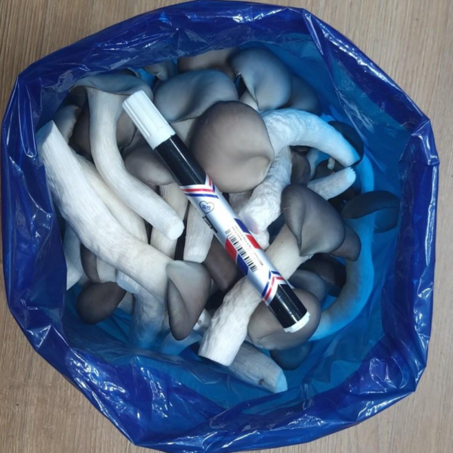 (농장직배송) 느타리버섯, 1번상품 : 1kg(특), 1박스