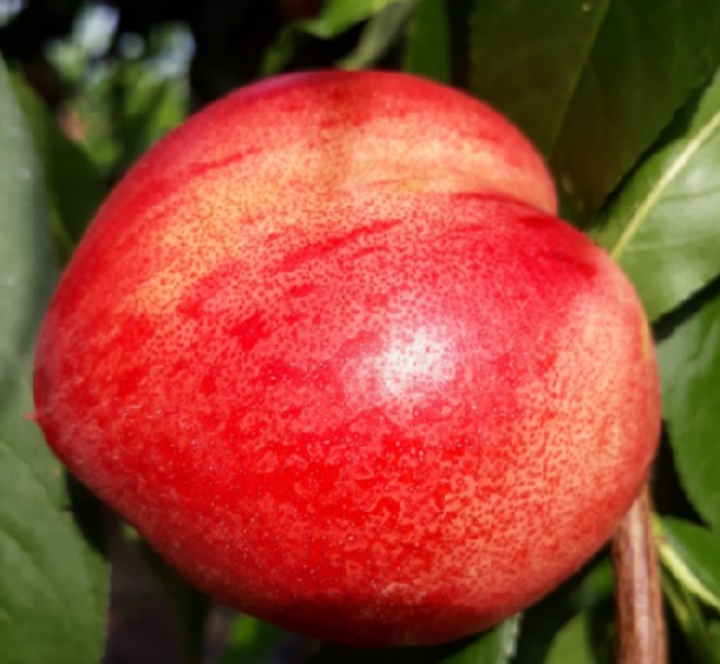 <장원농원> 천도복숭아나무 신비복숭아 묘목 2년생 상묘, 1개