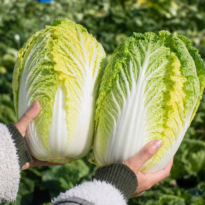 알배기 알배추 특품 통당 900g 내외 국내산 쌈배추, 1박스, 5kg