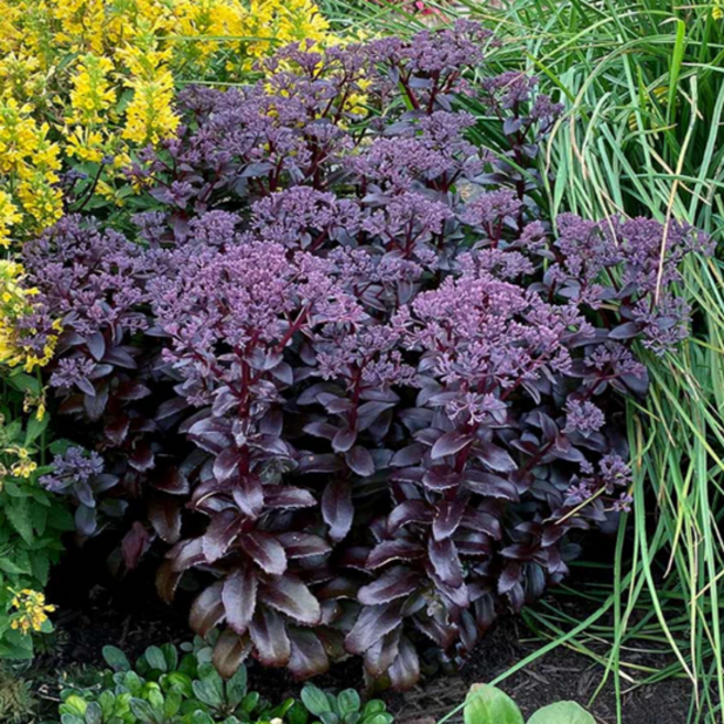 자엽새덤 '다크매직' [3포트] (복남이네야생화 가을 야생화 모종 다육식물 succulent sedum hylotelephium spectabile dark magic), 1개