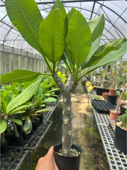 【花痴植人】幽紫 雞蛋花 盆苗, 1個, 圖示大小扦插穩根苗