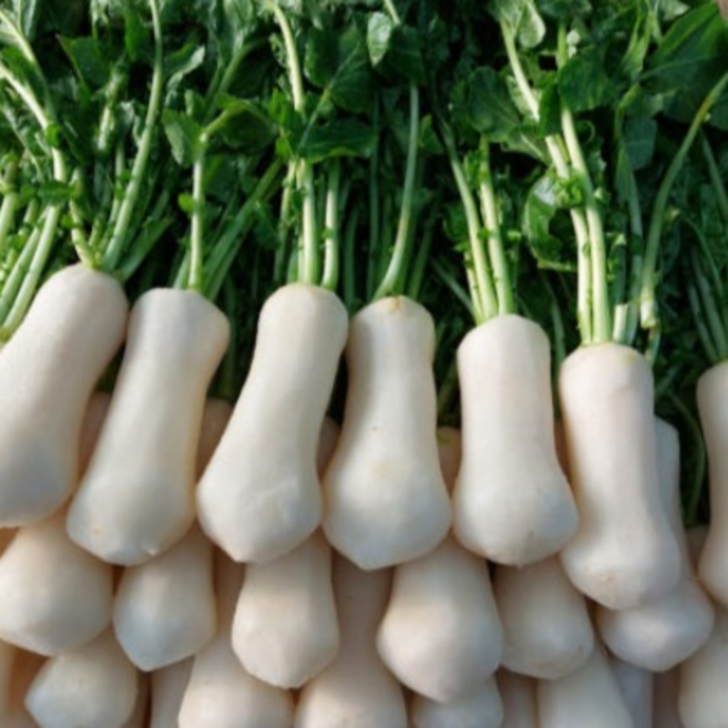 [굿피플] 국내산초롱무 초롱무 총각무 알타리무우, 1개, 흙 초롱무 5kg