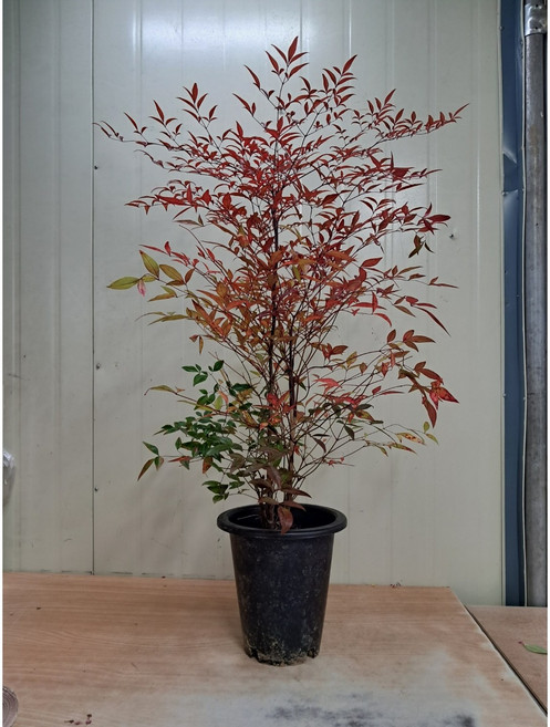 남천나무 대품 색상이 이뻐요., 1개