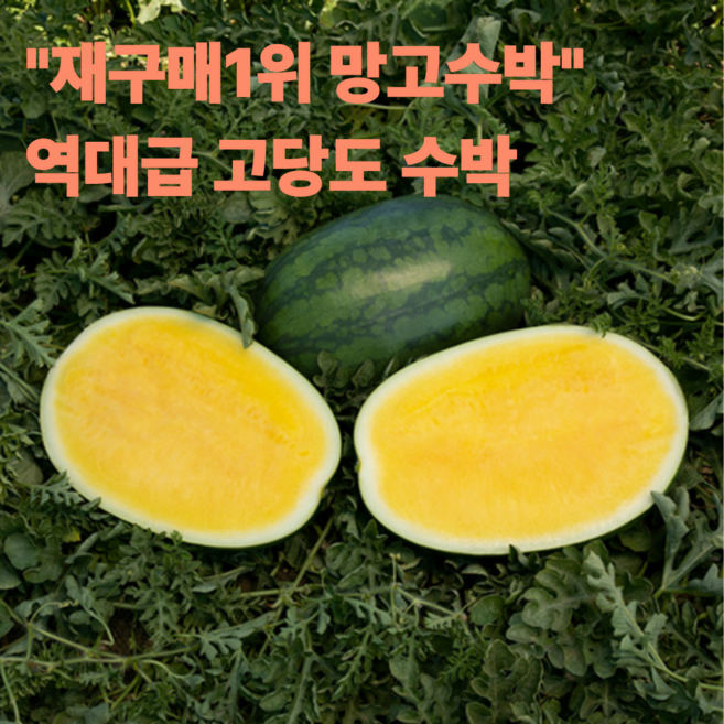5차완판 고당도 블랙망고수박 프리미엄 명품, 1박스, 3kg