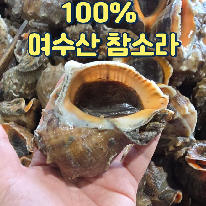 [1달만초특가] 국산 생물 참소라 산지직송, 1박스, 1kg (4-10미)