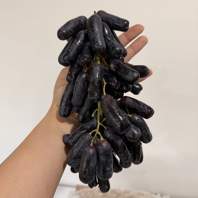 [제니네 제철과일] 산지직송 사파이어포도 제철 씨없는포도, 1개, 4kg