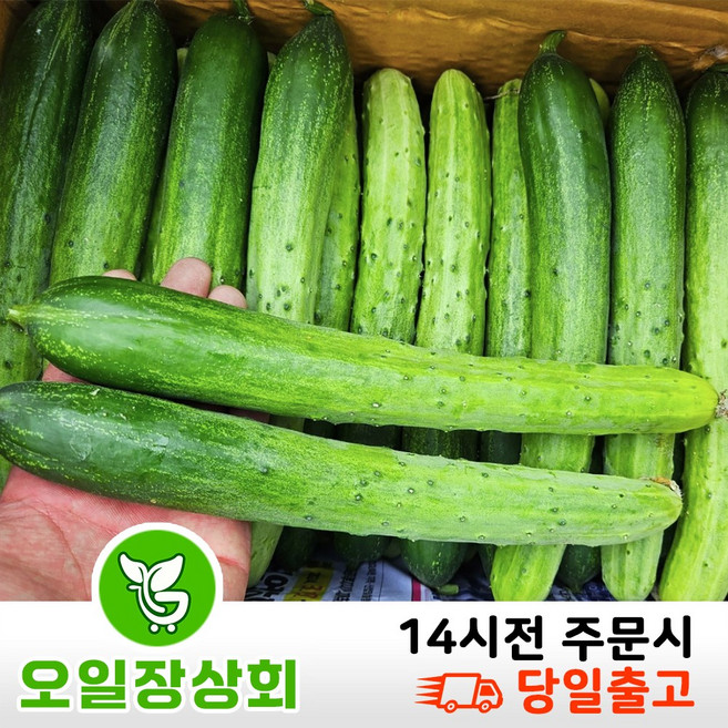 행 사< 오일장 상회 > 국내산 백오이 백다다기 다다기오이 특품 10개입 15개입 20개입, 1개, 특10개