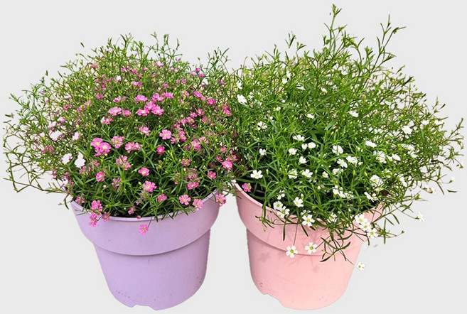 마이플랜트 안개초 중형 야생화, 2개, 흰색