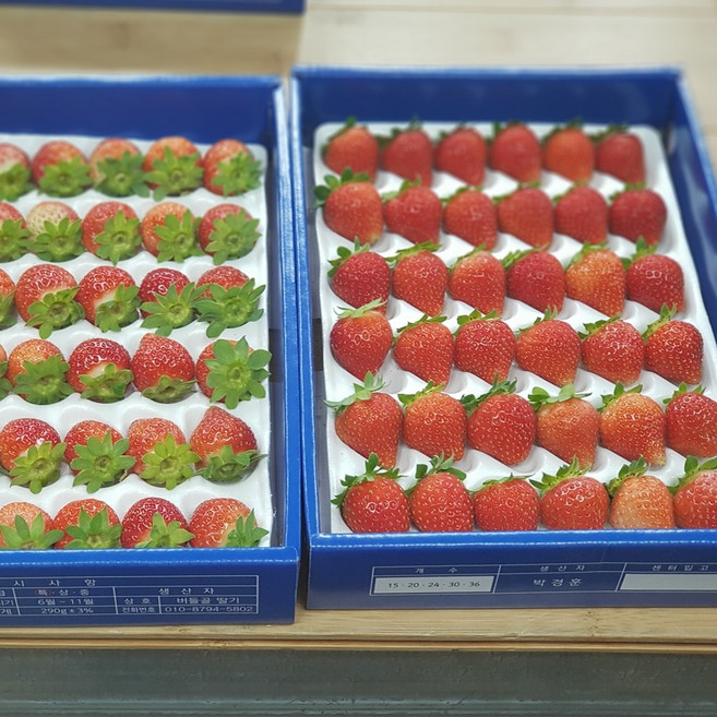 대관령여름딸기8팩구성 데코레이션딸기8팩구성, 8개, 36과8팩