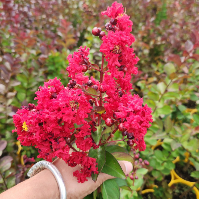 목하원예조경 다이너마이트 백일홍나무 삽목2년 묘목 배롱나무 목백일홍 여름꽃 개화주 정원 조경수, 1개
