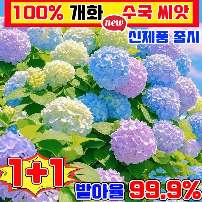 [신제품] 수국 씨앗 4계절 꽃 씨앗 노지 월동 다년생 꽃 씨앗 봄꽃 씨앗 노지월동 봄꽃씨앗 사계절 개화 수국 씨앗 관상용 혼합 꽃씨앗 높은 발아율, 2개