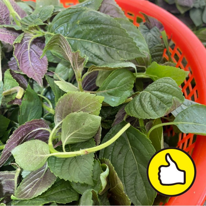 국산 통영 노지 어린 깻잎나물 깨순 깻잎 깻잎순 생 깻순나물 깻순 산지발송, 500g, 1개, 500g