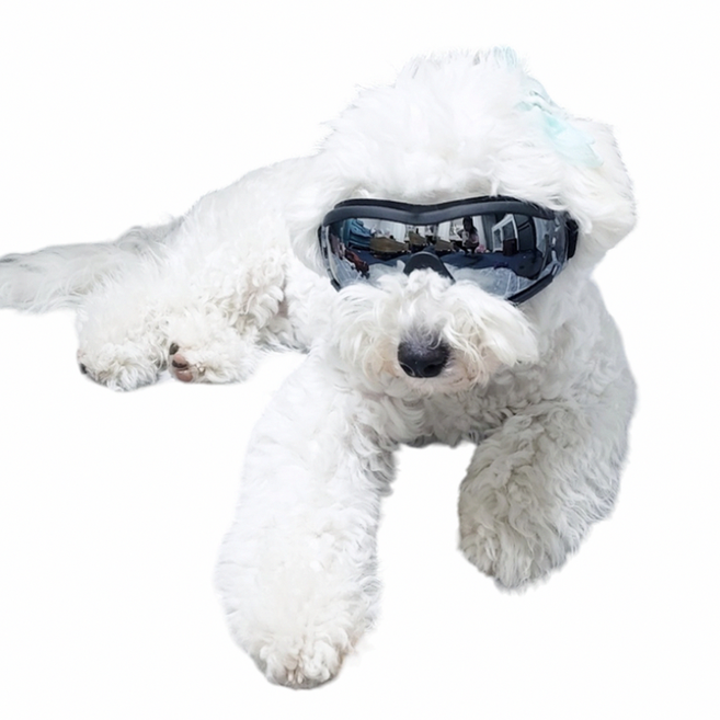 강아지 선글라스 애견 고글 도글라스 멍글라스 개글라스 소형견 중형견 대형견 반려견 UV차단 안경, 실버미러, 1개