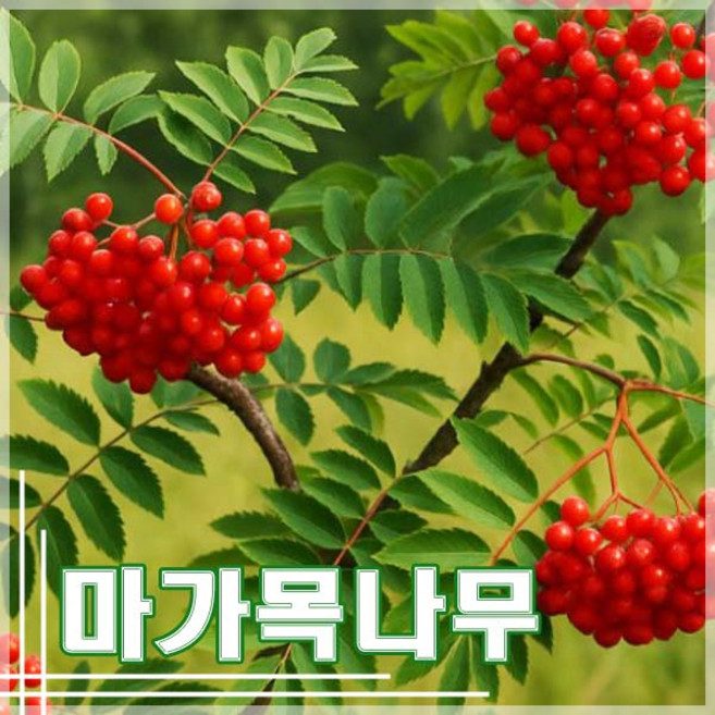 [현대조경농원]마가목나무 묘목 1년생, 1세트, 5주