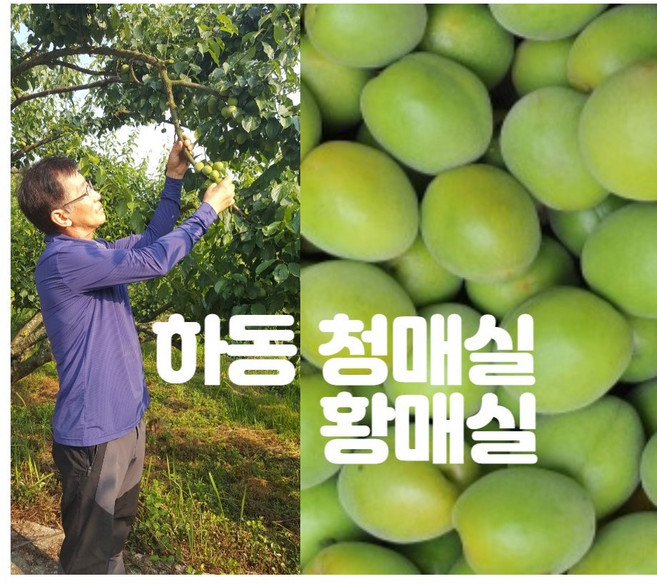 [선착순 특가]하동산 국내 높은산에서 딴 단단한 황매실 엑기스용 매실10kg, 1박스, 황매실 토종10kg