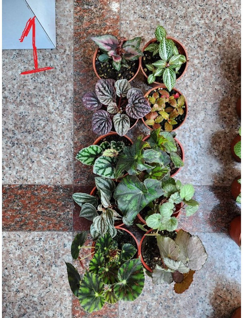 盆栽植物組合 網紋草 嫣紅蔓 秋海棠 蜂逗草 喜蔭草 虎耳草 3吋盆 10盆一份, 1個