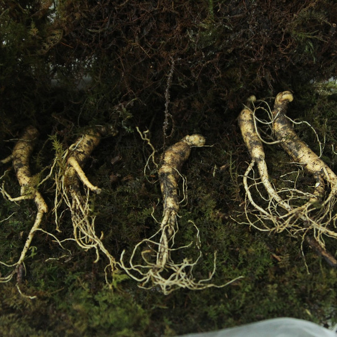 건강용 야생 강원도 산양삼 8-10년산 5뿌리 장뇌삼 산양산삼 진세노사이드 사포닌, 1개