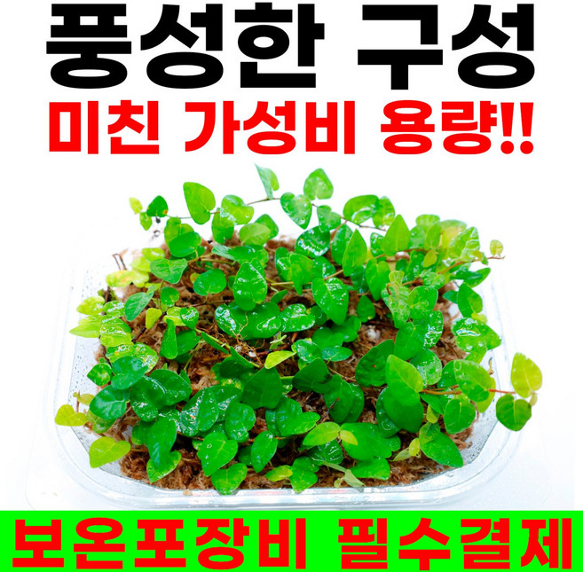 제주모람 피커스푸밀라 대용량 테라리움 비바리움 DIY, 1개, 특제 팩사이즈(18x14)