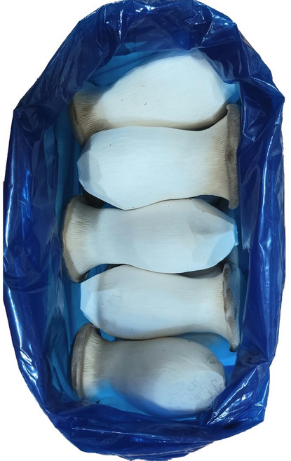 (농장직배송) 새송이버섯, 1박스, 1kg(특)