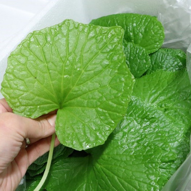 최상급 와사비잎 고추냉이잎, 1박스, 500g