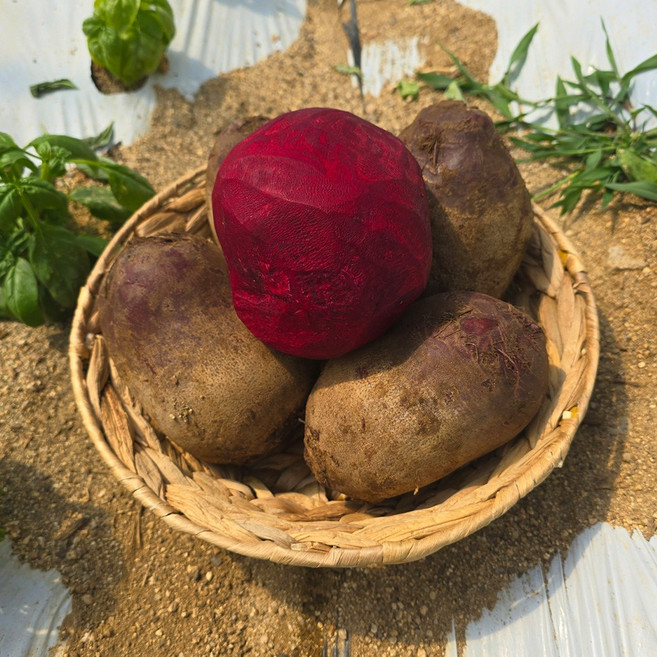 제주 우수농산물 GAP 인증 고당도 레드비트 특품, 1개, 3kg