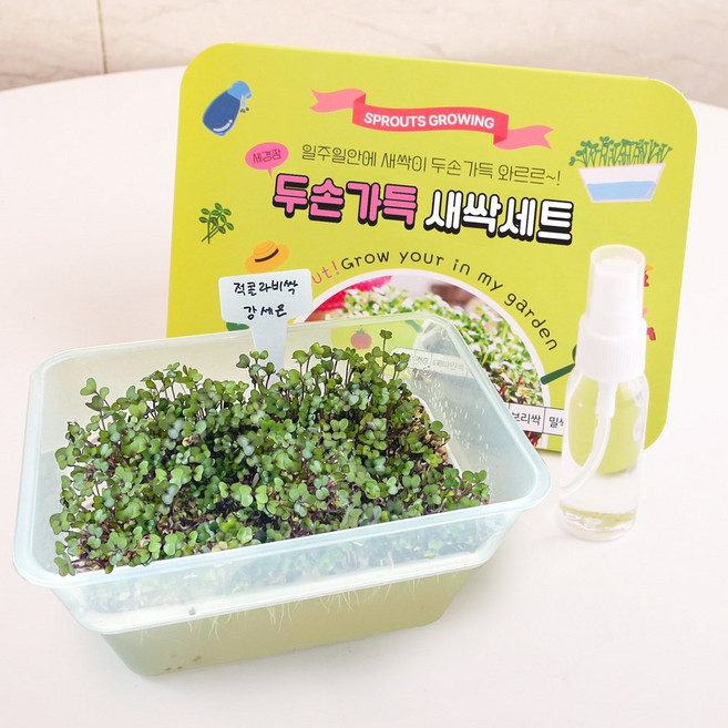 세경팜 두손가득 새싹 재배세트 적콜라비싹 수경재배키트 세트, 4개