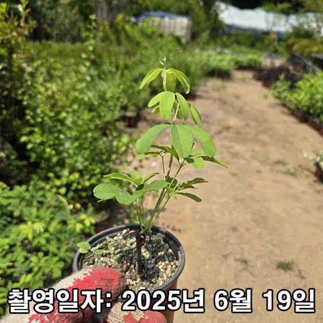 착한가격 나무생각 / 으름나무 / 백화으름 / 삽목2년 / 포트묘, 1개