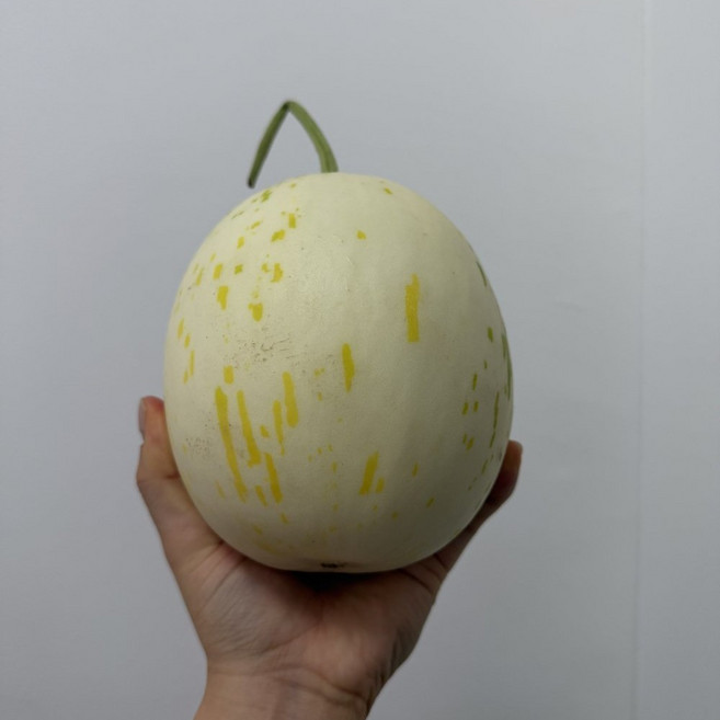 [제니네 제철과일] 가야백자멜론 국내산 산지직송 제철 멜론, 1개, 3통