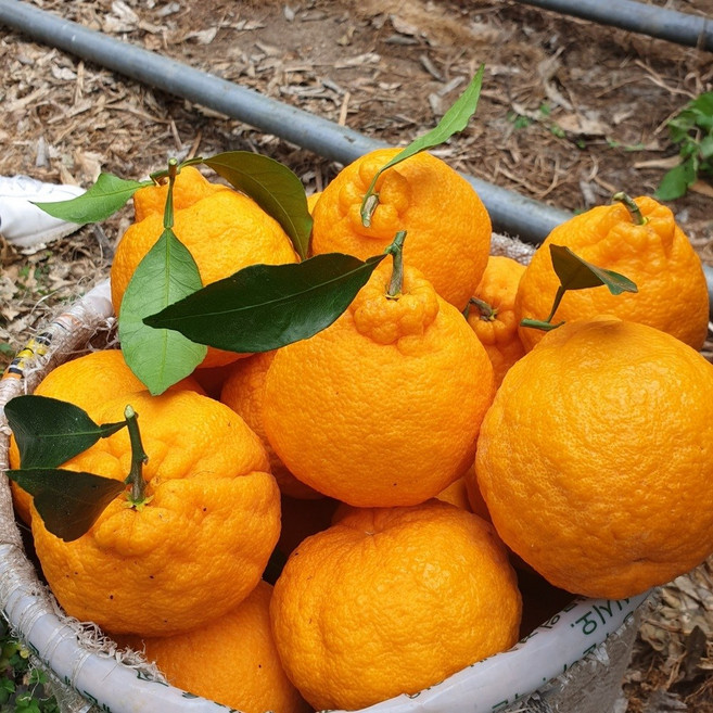달콤하고 신선한 과즙가득 제주 노지 한라봉 9kg (정품), 1개
